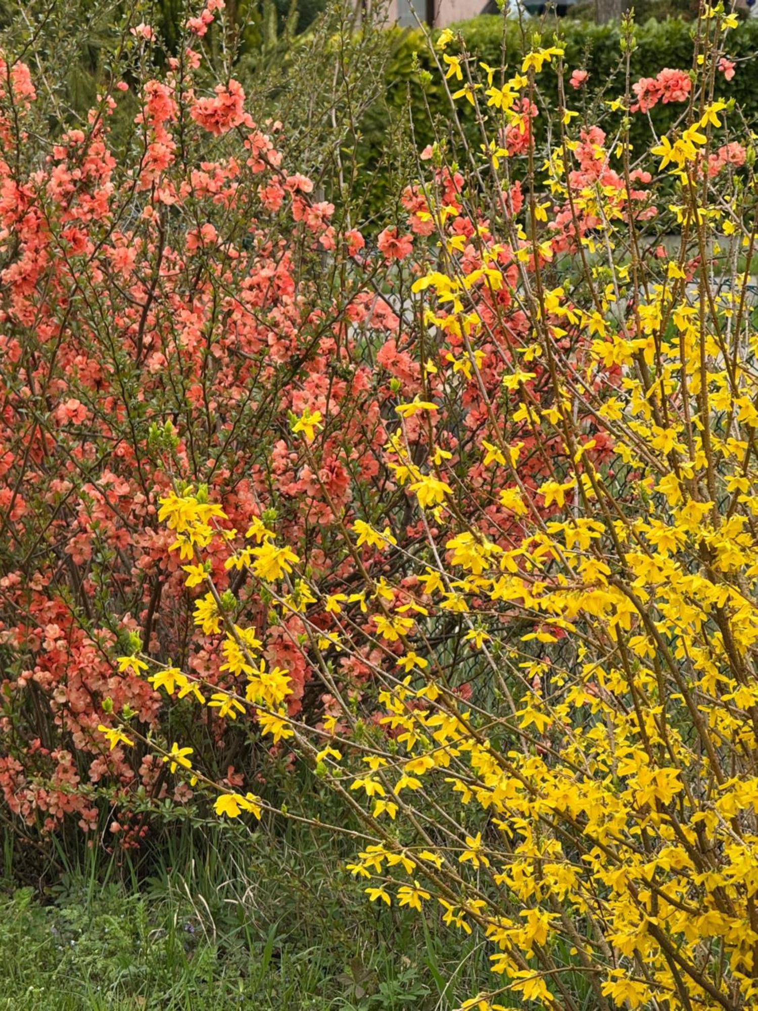 Pool & Garden Villa Lelia Mirano Exteriör bild